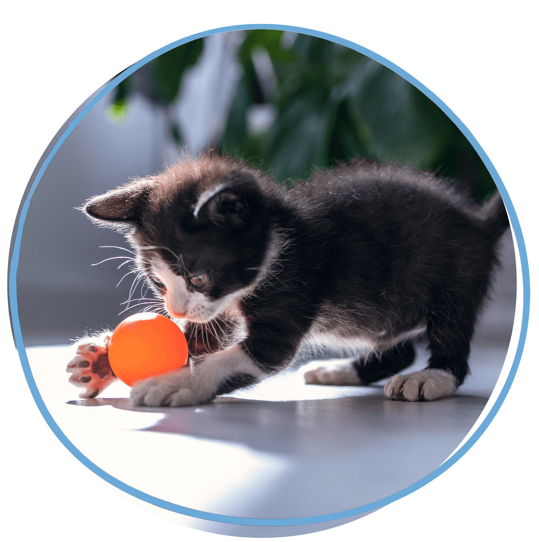 kitten playing with orange ball