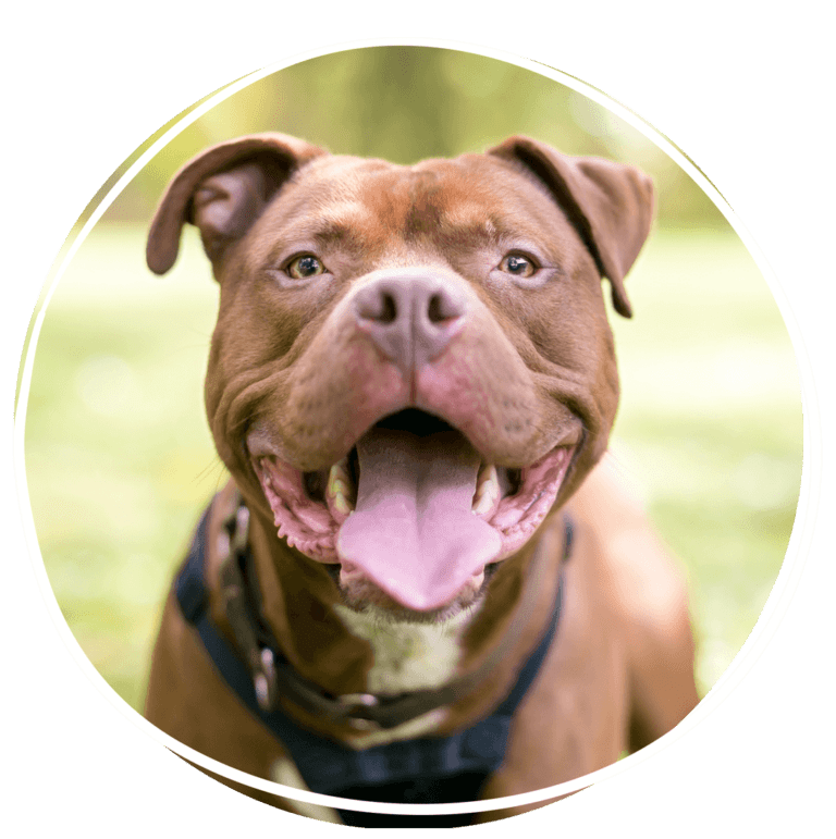can-a-spayed-dog-still-go-into-heat-plant-city-animal-hospital