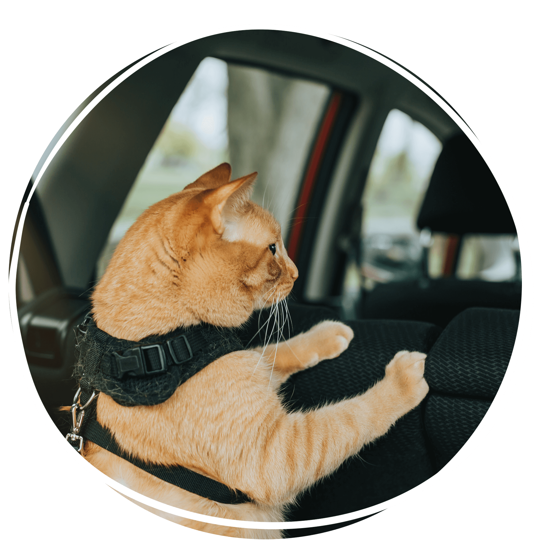 cat in car