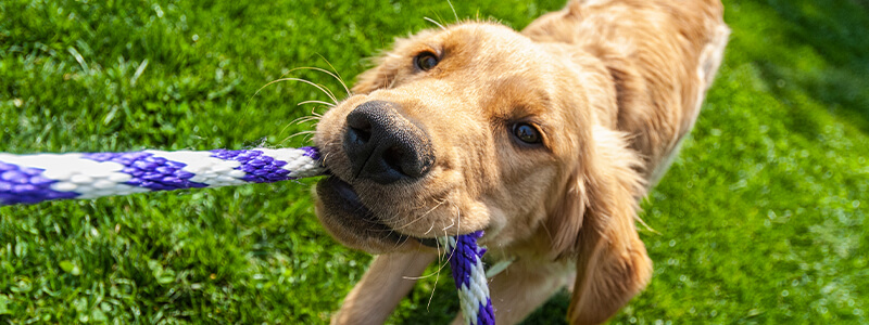 playful dog with rope