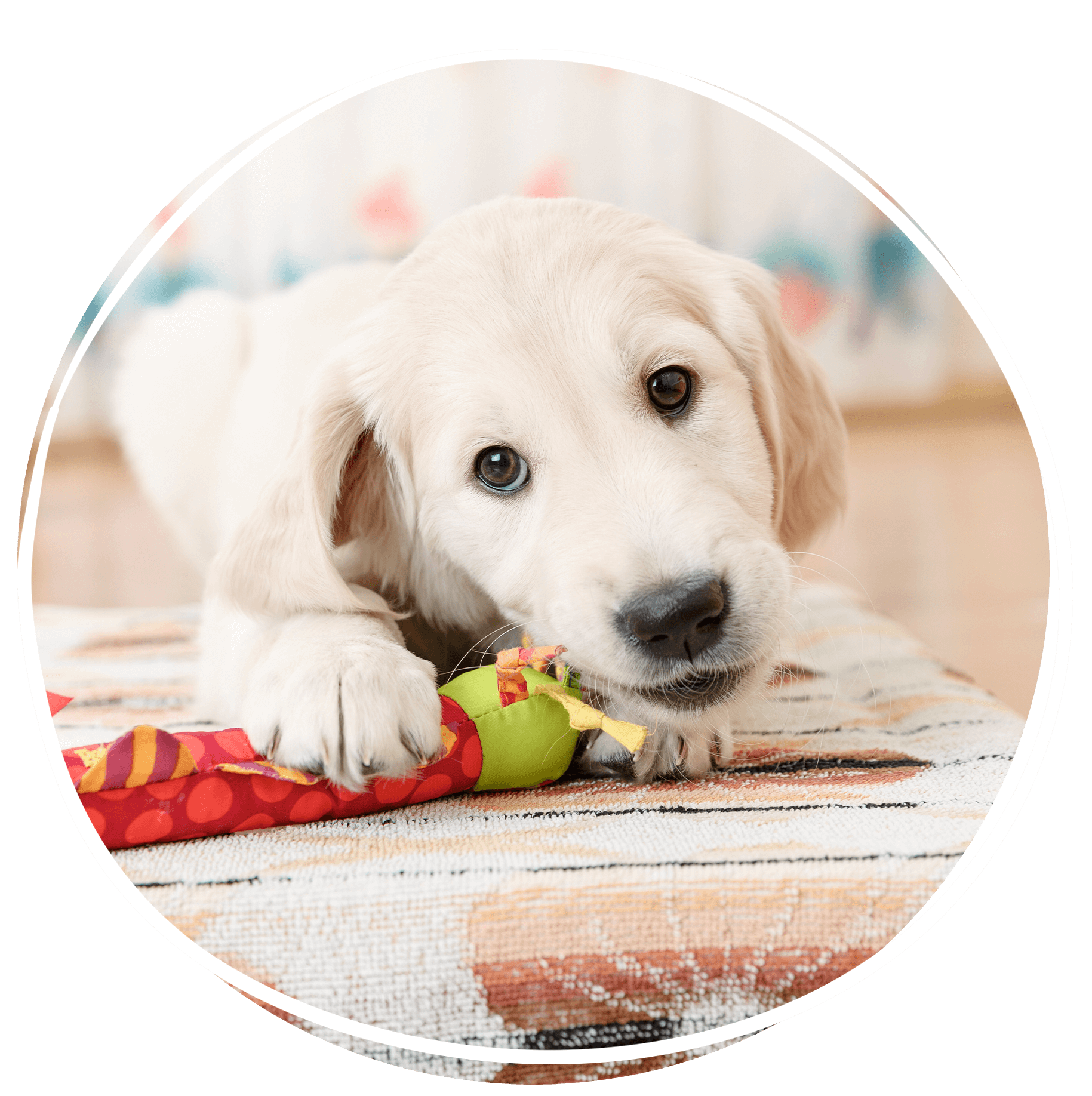 puppy chewing on toy