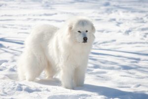 great pyrenees cold weather dogs