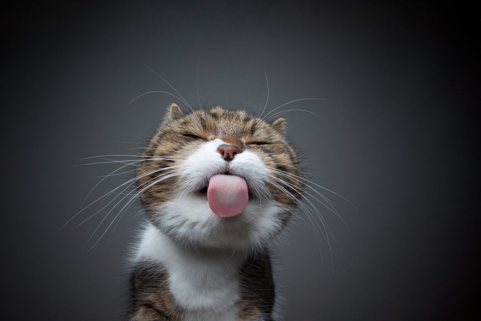 Why Does My Cat Lick Me and Wake Me Up? Plant City Animal Hospital