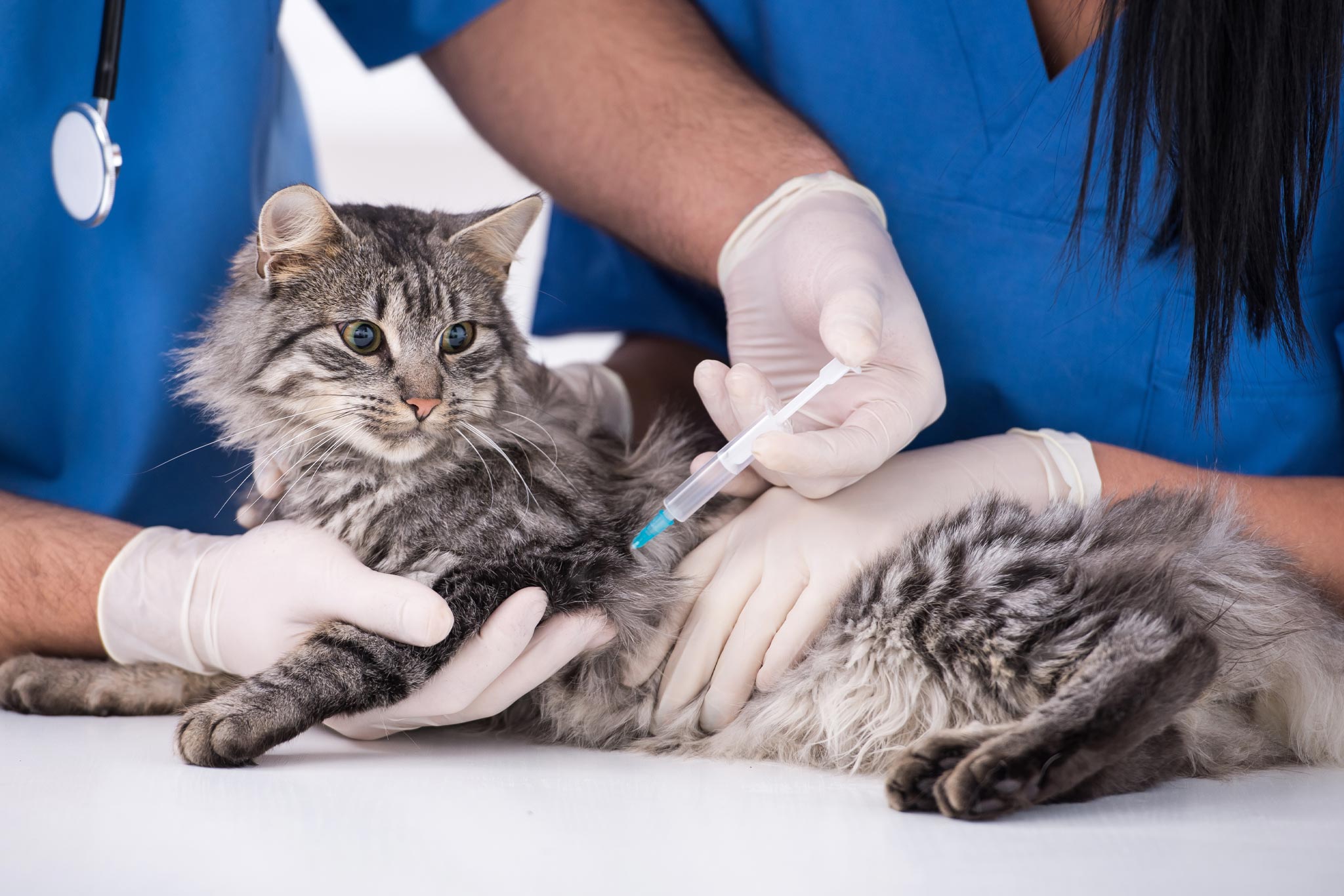 cat getting vaccine