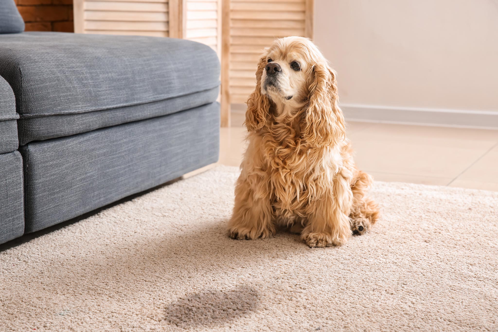 spaniel dog sitting next to pee spot on carpet