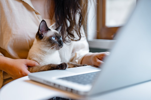 female-owner-working-on-laptop-with-cat-in-her-lap