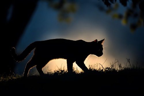 Silhouette-of-a-Cat-Walking-at-Sunset