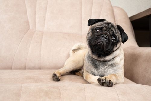 pug-laying-on-the-couch-with-its-head-tilted