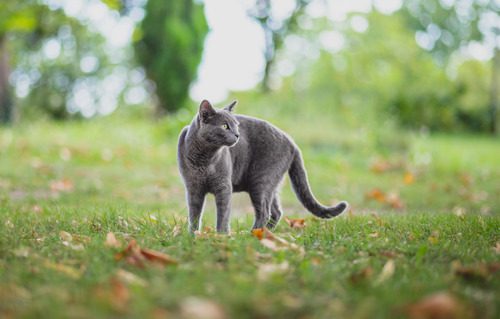 gray-cat-walking-through-park