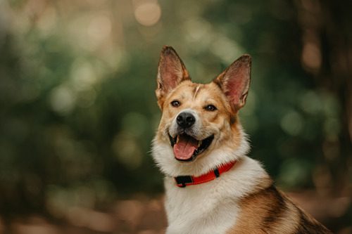 mixed-breed-dog-in-a-collar-sitting-outside-while-panting