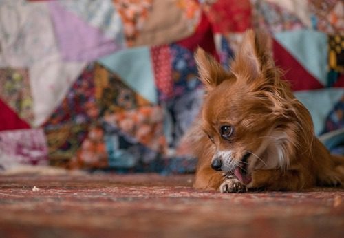 chihuahua-dog-lies-and-licks-its-paw-against-a-background-of-fabric