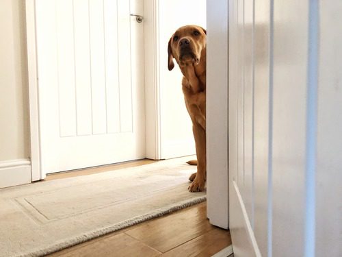 anxious-dog-standing-near-doorway