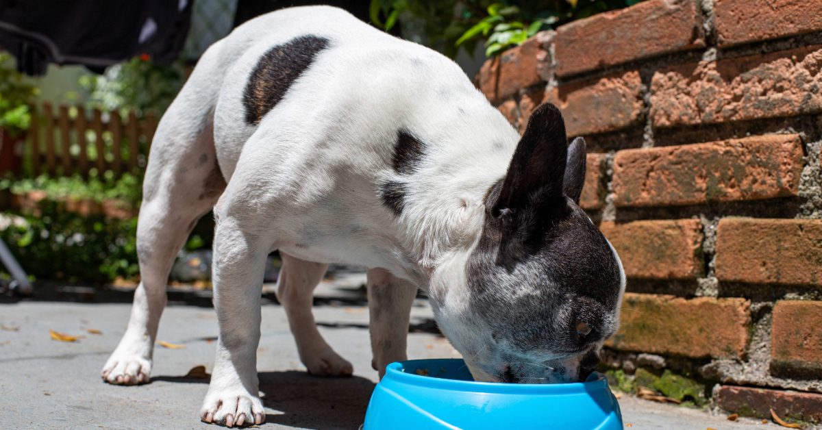 French bulldog eating out of blue bowl