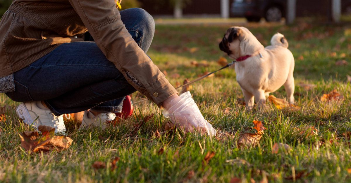 person picking up pug's poop in grass