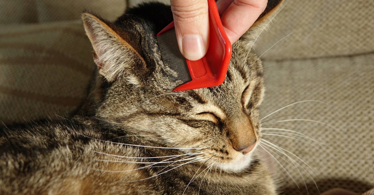 person using a flea comb to check their cat for fleas