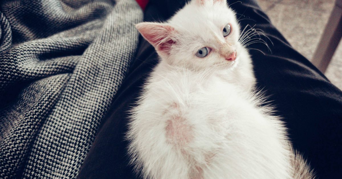 white kitten with patches of hair loss on back