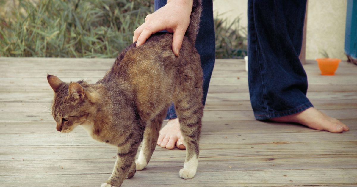 person petting the arched back of a cat