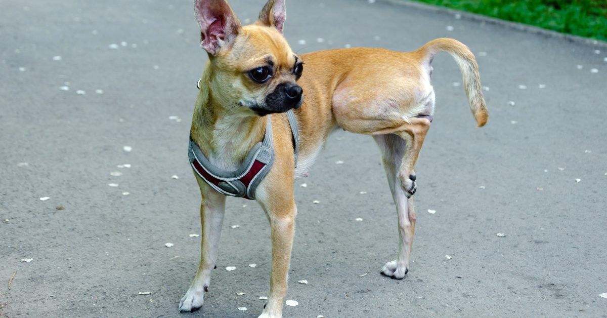 small Chihuahua mix holding rear leg up