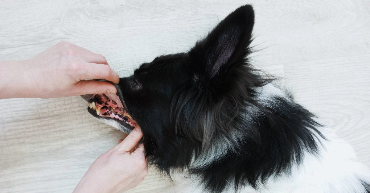 person examining a border collie's teeth