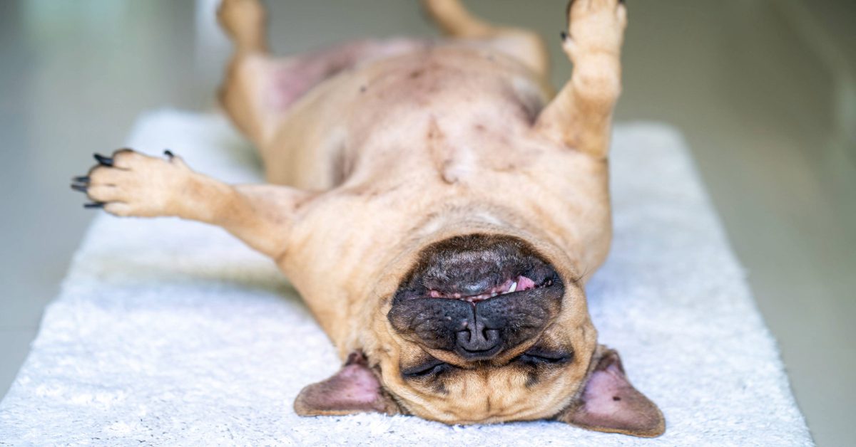 fawn French bulldog laying on back