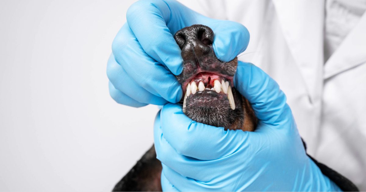 veterinarian examining dog's mouth with missing incisor tooth