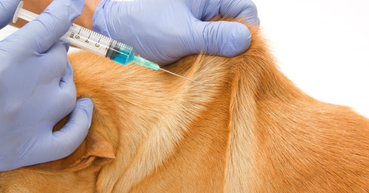 close up of vet administering vaccine to dog at clinic